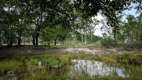 Dimla Forest